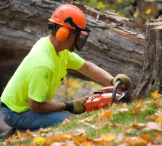 tree services Mamou